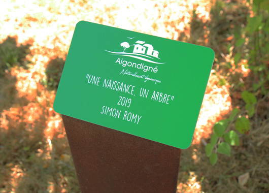 opération une naissance un arbre