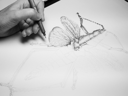 illustration d'insectes