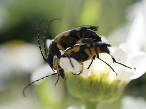 photo insectes leptures