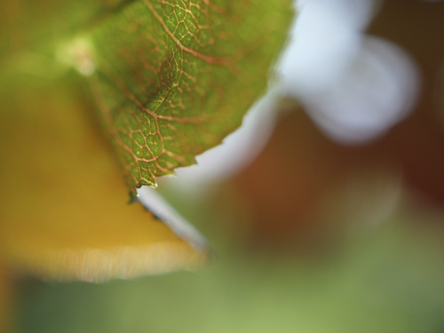 photo feuille d'automne