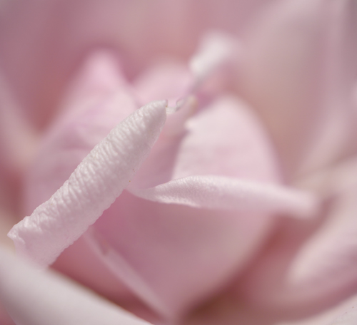 photo rose
